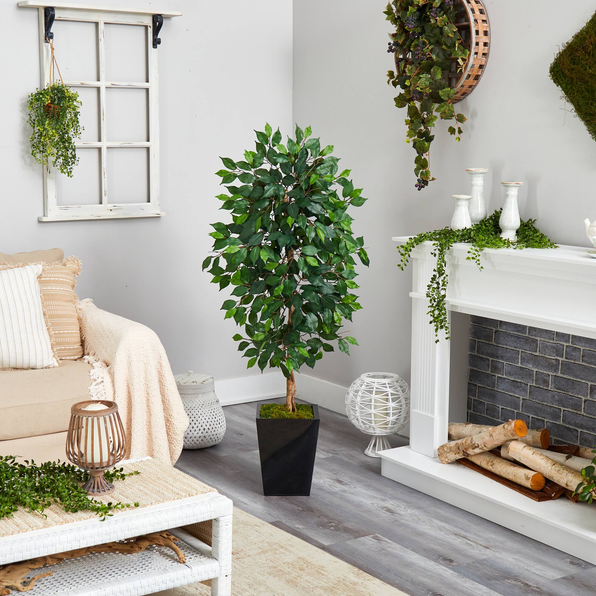 5ft. Ficus Tree in Black Metal Planter